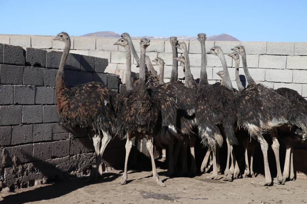 Bu yumurta tam 25 tavuk yumurtasına denk geliyor 7